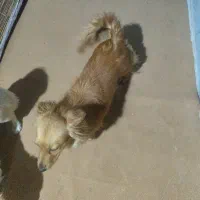 ماده پامر . واسه جفت گیری