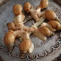 حلزون