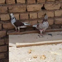 کفتر|پرنده|قم, ارم|دیوار
