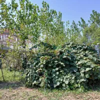 فروش زمین در شهر چالوس ، داخل بافت