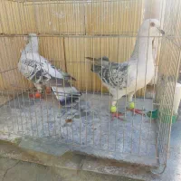 شامی.پولکی.|حیوانات|سبزوار, ولیعصر (نجار آباد)|دیوار