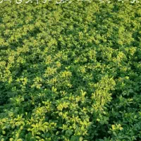 بذر پایه بلند یونجه همدانی منطقه خیرآباد