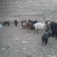 بز وبزغاله ویک بره جری ماده درشت وچاق|حیوانات مزرعه|زاهدان, |دیوار