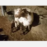 بز شیری بافت