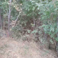 تنه درخت  چوب سیاه