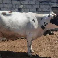 گاوه ماده سیمنال اصل