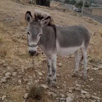 الاغ آبشی گلی