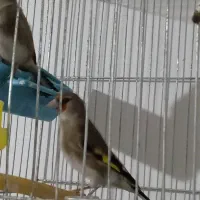 سهره نر