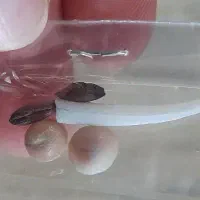 مهره اصل با تخفیف 800هزار|جواهرات|کاشان, گارزگاه|دیوار