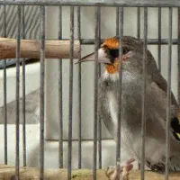 سهره دورگ زاغ طوقدار گل دو طرف قفل