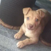 توله اشتپیتس