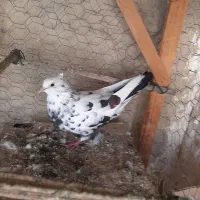 کبوتر رنگی|پرنده|قشم, |دیوار