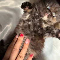 گربه پرشین|گربه|اهواز, بهارستان|دیوار