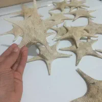 ستاره دریایی