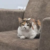 گربه واگذاری|گربه|ملارد, |دیوار