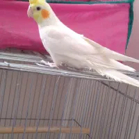 عروس هلندی نر لوتینو