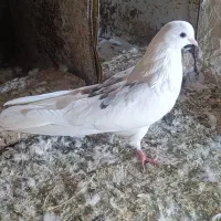 بلی چیل پرش سنگین