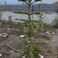 کاج مطبق و گلهای تزیینی