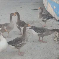 غاز