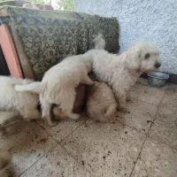 خانواده|سگ|رویان, |دیوار