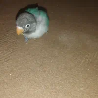 طوطی برزیلی|پرنده|گلپایگان, |دیوار