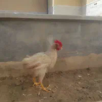 خروس 4ماهه