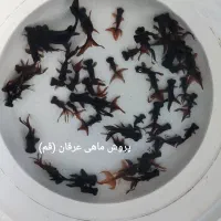 ماهی قرمزعید|ماهی|کاشان, الغدیر|دیوار