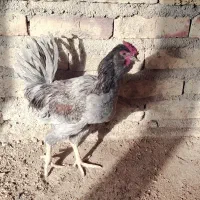 ۳ عد خروس گلین چهل تاج|حیوانات مزرعه|شهرضا, |دیوار