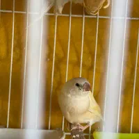 فنچ گلدین|پرنده|مشهد, توس (بلوار توس)|دیوار