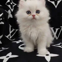 اسکاتیش بریتیش