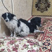 سگ پاکوتاه ماده بی پناه و خسته|سگ|خرمآباد, |دیوار