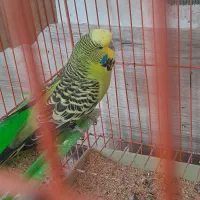 عروس  و مرغ عشق اینگلیسی