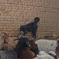 سگ گله