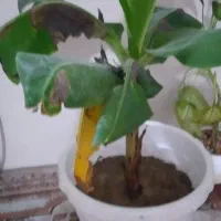 درخت موز