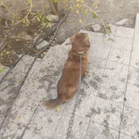 فروش|سگ|بم, |دیوار