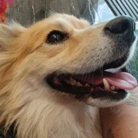 واگذاری یه قلاده هاپو کوچولو|سگ|شیراز, سیاه سنگ|دیوار