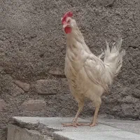 مرغ تخم گذار