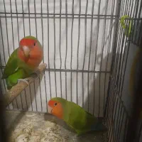 طوطی برزیلی