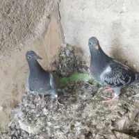 کبوتر مسافتی