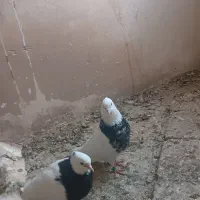 طوقی هفت رنگ