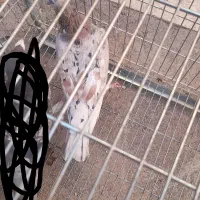 کبوتر|پرنده|قزوین, |دیوار