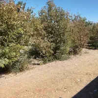 باغ مخصوص ساخت