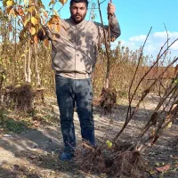 فروش نهال های پایه رویشی|خدمات باغبانی و درختکاری|همدان, |دیوار