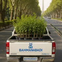 10 عدد نهال میوه تحویل کرمانشاه 900 هزار تومن|خدمات باغبانی و درختکاری|کرمانشاه, |دیوار
