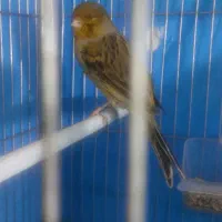 قناری اخمو معاوضه