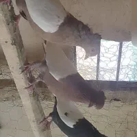 چهارتا کفتر سینی فروشی|پرنده|میلاجرد, |دیوار