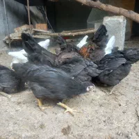 نیمچه بلک استار و تخم گذار