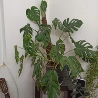 گل های آپارتمانی