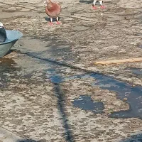 پلنگ زرد پرستو زرد.مینا سرخ