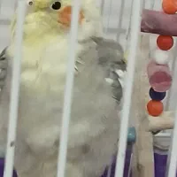 عروس هلندی|پرنده|ساری, |دیوار